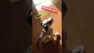 aiboの変な音 | aibo🐶  chirping as Bird 🐦 #dog #Aibo #japan #robotdog #sonyaibo #ソニー #robotics #toys