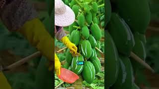 Why Farmers Harvest Papaya Latex? #shorts