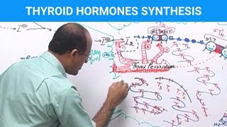Thyroid Hormones Synthesis | Thyroid Gland 👨‍⚕️