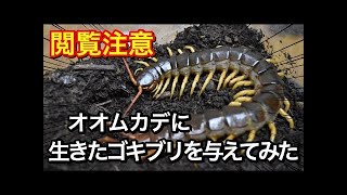 外国産オオ ムカデにゴキブリを与えてみた。2　Give a Cockroach to a Centipede2 (Guizhou Tigerleg Centipede)