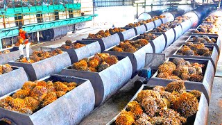 HOW Palm Oil IS MADE In FACTORY | Knowing This Will Change Your Look At Palm Oil For Ever!