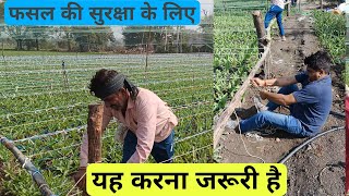 फसल को सुरक्षित रखना है तो यह तो करना पड़ेगा agriculture technique - Agritech Guruji