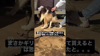 【老犬保護依頼】