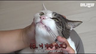 물 마시기 싫어하는 고영희님 모시고 있는 집사분들 들어옵시다ㅣHow To Make A Cat With Aquaphobia To Drink Water