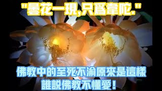 昙花一现,只为韦陀。佛教中最经典的爱情。