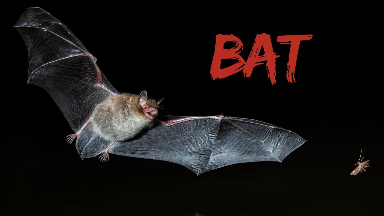 Bat Sound Effect In Dark Cave. Bat Voice And Call! - YouTube