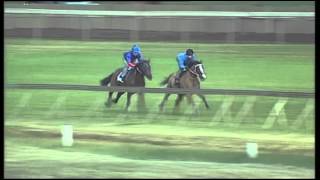 Vodacom Durban July 2013 Pomodoro Gallop