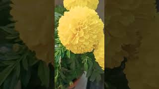 📌🏵️Yellow 💛 Marigold 💛🏵️📌 আমাদের ছাদ বাগান এ ফুটেছে 💛#flowers #marigold #comment #nature #like