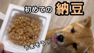 生まれて初めて納豆を食べる豆柴【# 25】