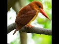 ruddy kingfisher close up