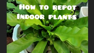 indoor plants repotting// ഇൻഡോർ എങ്ങനെ പോട്ട്  ചെയ്യാം   /Minees world