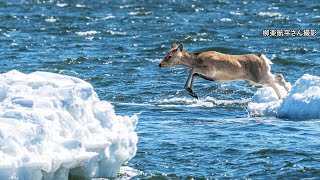 エゾシカの群れ、流氷と漂流　陸地と勘違い？