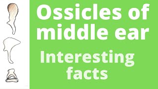 Ossicles of the middle ear(Anatomy)(Physiology)