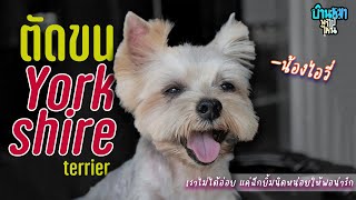 บ้านหมาพาไปไหน l ตัดขน Yorkshire Terrier