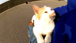 海沿いの道に座ったら三毛猫がゴロゴロ言いながら膝の上に乗ってきた