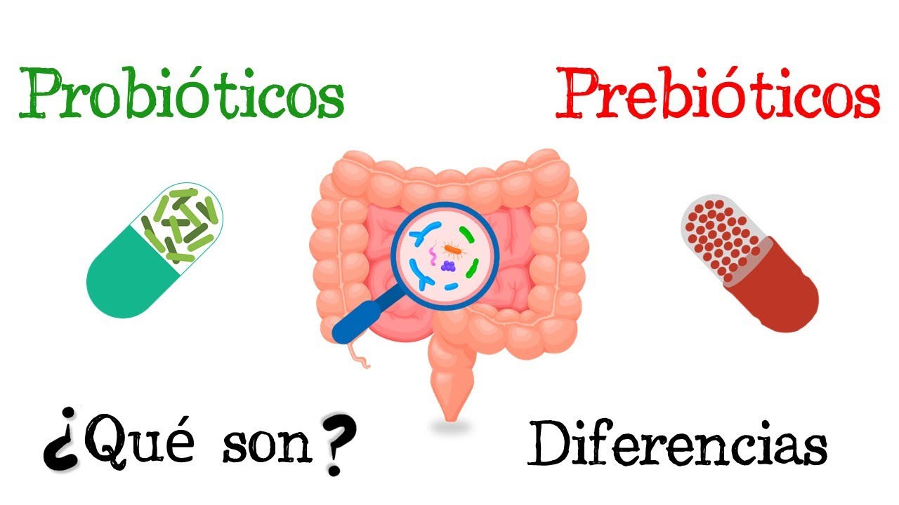 🦠 Probióticos Y Prebióticos 💥 ¿Qué Son? 🧫 Funciones [Fácil Y Rápido ...