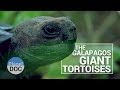 The Galapagos Giant Tortoises | Wild Animals - Planet Doc Full Documentaries