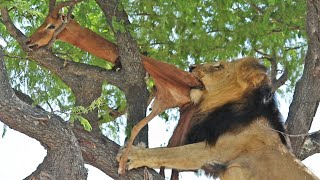 DEAD IMPALA TORMENTS MALE LION