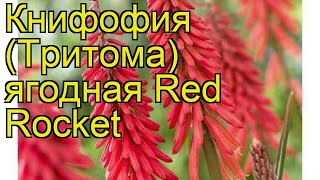 Книфофия ягодная Ред Рокет. Краткий обзор, описание характеристик kniphofia uvaria Red Rocket