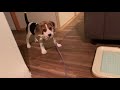 先住犬の遊びの誘いを断る子犬【ビーグル多頭飼い】beagle puppy