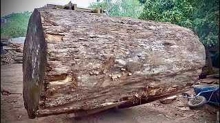 Beautiful ironwood tree, solid whole tree .at the largest sawmill in Vietnam