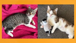 Furry Friends | Meet the brother and sister kitten duo, Peace and Harmony!