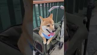 😍可愛柴犬小芋圓🐕第一次到日月潭玩🥰好開心好可愛！🤩#shorts #shibainu #shibalove