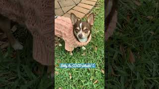 Chihuahua POV: Baby it’s cold outside! 🥶🥶 #cute #funny #chihuahua #dog #shorts