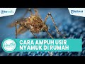 Cara Ampuh Usir Nyamuk di Rumah dengan Bahan Alami: Oleskan Minyak Peppermint hingga Bawang Putih