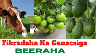 8 fikradood OO Beeraha ugu faaiidada badan 2022. Best 8 profitable agribusiness ideas.