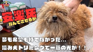 噛み癖で獣医が諦める!?トイプードルの噛み犬トリミング！！