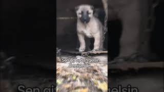 Moğol ve BOYKA( Polat kangal tv)      #kangal #polatkangaltv#dogs #kangalkeşfet #youtube #youtub