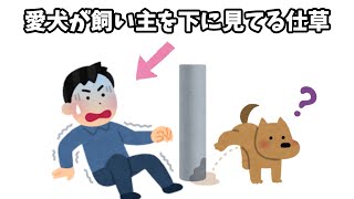 愛犬が飼い主を下に見てる仕草#犬#雑学