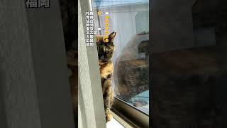 サビ猫キャスター 20230330 天気予報  #shorts #天気 #cat #国立競技場