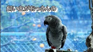 おっさんに育てられたしゃべる鳥はこうなる