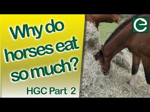 How many hours a day should a horse graze?