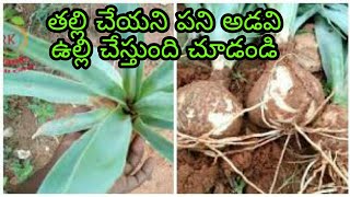 అడవి ఉల్లి ఉపయోగించే విధానం//You know about wild Onion uses