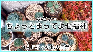 [多肉植物]なんだか怪しい七福神^_^1人になった私の戯言