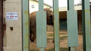 2024.09.26 15:16 ズゼ パドックでウオーキング