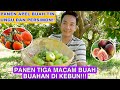 PANEN TIGA MACAM BUAH BUAHAN DI KEBUN !! APEL BUAH TIN UNGU DAN PERSIMON !!!