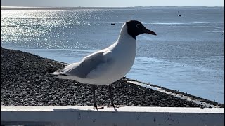 Sonderfahrt Norddeutschland  - Küstenvogelkolonie