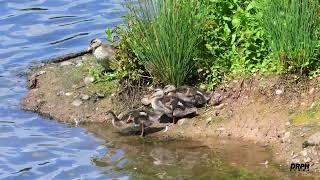 LADYWALK JUNE 2024 4K#staffordshirewildlife  #wildlife  #British birds