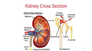Kidney and its functions