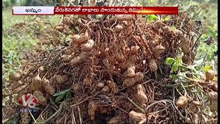 Thimminenipalem Village People Gets Huge Profits With Groundnut Farming | Khammam | V6 News