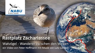 Rastplatz Zachariassee - Watvögel im NSG