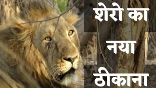 How to reach Ambaradi forest Safari tour | Hotels near sasan gir | Gir forest habitat | forest trip