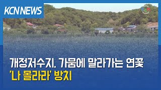 [금강방송] 개정저수지, 물 부족에 연꽃 말라 죽어…'나 몰라라' 방치