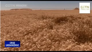 Algérie : les réserves de blé couvrent une période de 8 mois