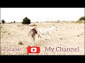 Thar desert Donkey #viral #viralvideos #animals #trending #shorts