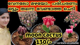 വെയിലത്തും മഴയത്തും ധൈര്യമായി നടാൻ പറ്റുന്ന ചെടി#moon cactus available for sale#plant hubs